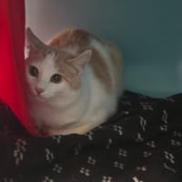 aulne, chat à adopter