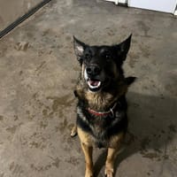 SHANEL QCN, chienne à adopter