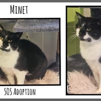 MINET, chat à adopter