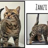 ZANZI, chat à adopter
