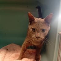 JOSH att ste, chat à adopter