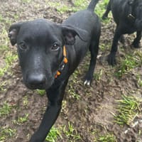 ALPHA QCN, chien à adopter