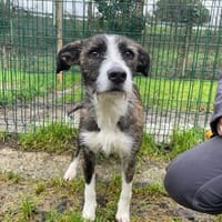 RUBY (réservée), chienne à adopter