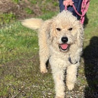 AZALÉE, chienne à adopter