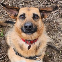 RAYA, chienne à adopter