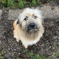 Céleste (réservée), chienne à adopter