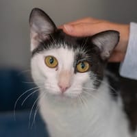 LUCIANO, chat à adopter