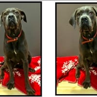 OHANA, chienne à adopter