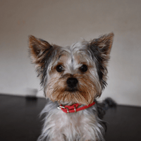 TOM (en cours d'adoption), chien à adopter