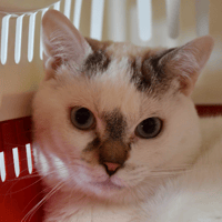 Allan (en cours d'adoption), chat à adopter