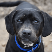 Lana (en cours d'adoption), chienne à adopter