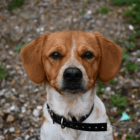 BUZZ, chien à adopter