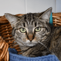 Limba, chatte à adopter