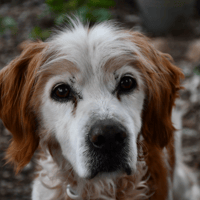 FIDELEO, chien à adopter