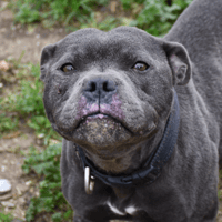 Simba (En cours d'adoption), chien à adopter