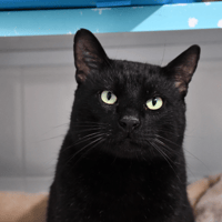 Batman (FIV), chat à adopter
