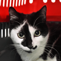 LINDT, chat à adopter