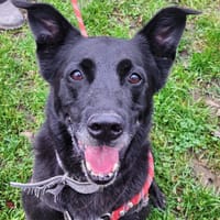 SVART dit CHARLY, chien à adopter