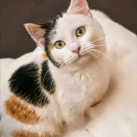 Mirka, kotka do adopcji