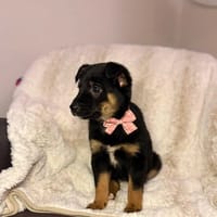 Poppy, suczka do adopcji