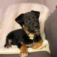 Tippy, suczka do adopcji