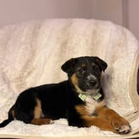 Freckles, pies do adopcji