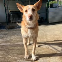 BOLTI (Los Reyes), chien à adopter