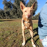 WINSTON (Union animal), chien à adopter