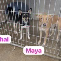 SHAI et MAYA (union animal), chienne à adopter