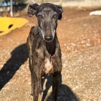 DORI (Lara), chienne à adopter