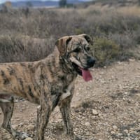 QUIJOTE (Maria), chien à adopter