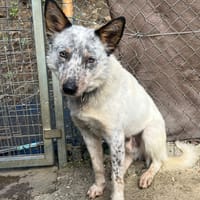 PALOMO (Los Reyes), chien à adopter