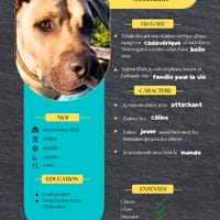 Rio, je rêve de mon futur foyer, chien à adopter