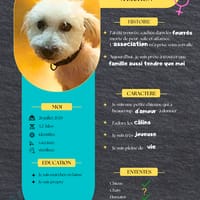 Saga, je suis joueuse, chienne à adopter