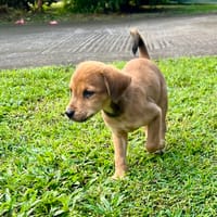 Loki,  j'aime les bisous, chien à adopter