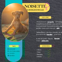 Noisette, la petite timide, chienne à adopter