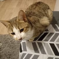 ROMEO, chat à adopter