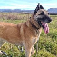 BAHYA, chienne à adopter