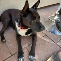 NAYA, chienne à adopter