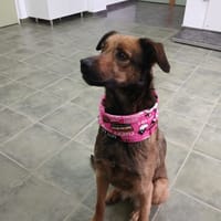 MARINA, chienne à adopter