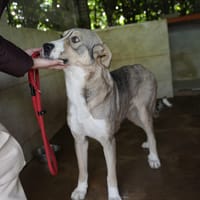 KEYLA, chienne à adopter