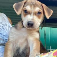 Pomerol, mâle X berger né le 25/11/2025, chien à adopter