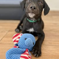 Stormy, mâle, berger créole, né le 15/11/2025, chien à adopter
