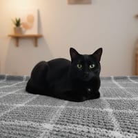 FIFIE, chatte à adopter