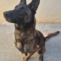 BELLA, chienne à adopter