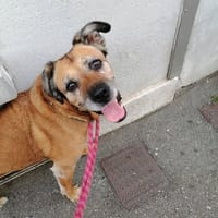ATTHILA, chienne à adopter