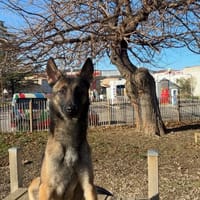 TAYCO, chien à adopter
