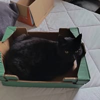 MYSTIC, chatte à adopter