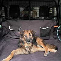 BOBBY, le tendre, chien à adopter