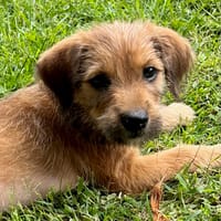 YOUPI, le baby, chien à adopter